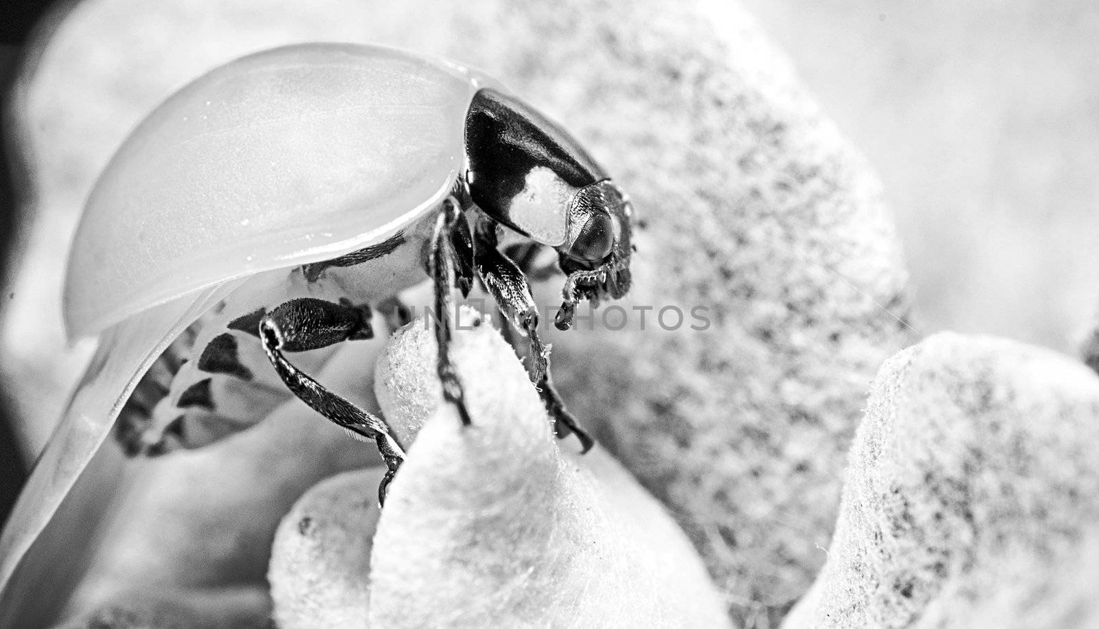 An image of macro of a bug 