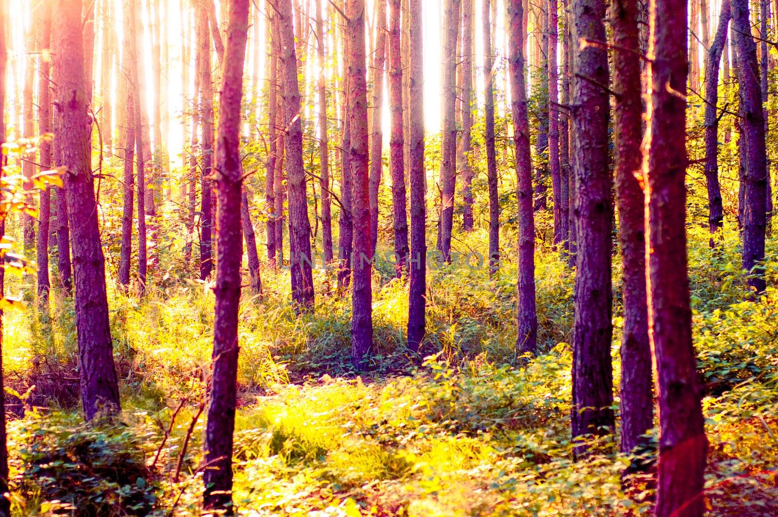 An image of Forest in the morning with sunrays