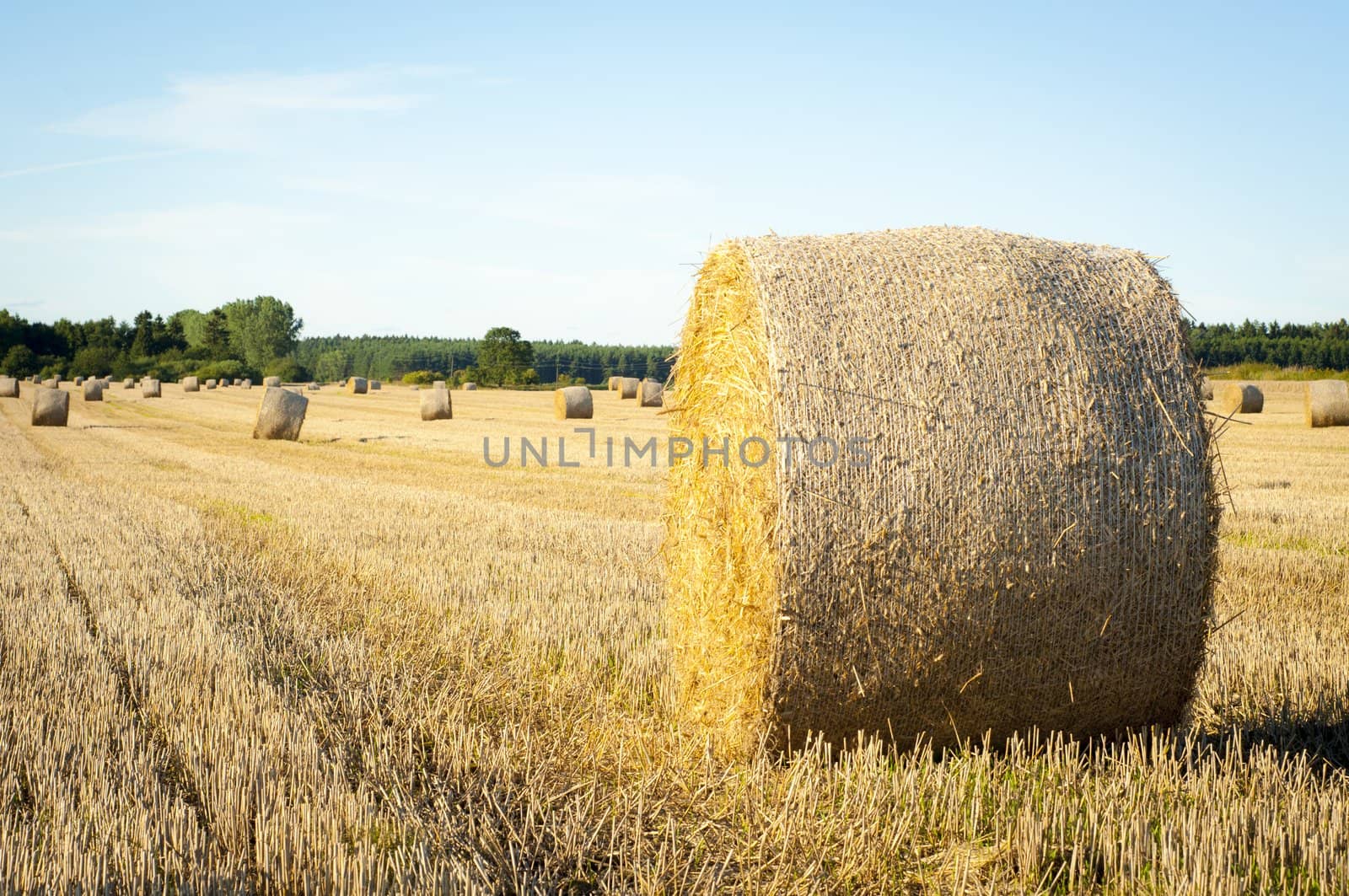 An image of straw bales on harvested field