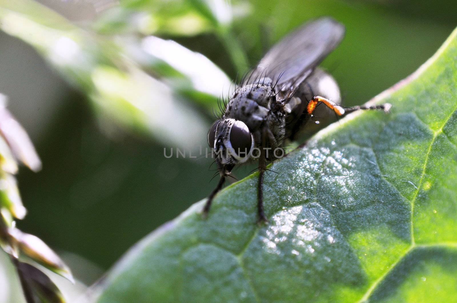 An image of macro of a bug 