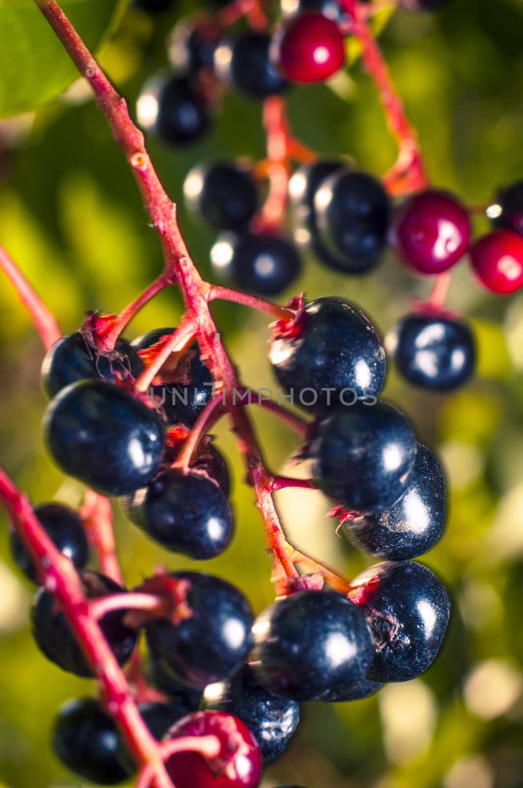 An image of aronia fruits
