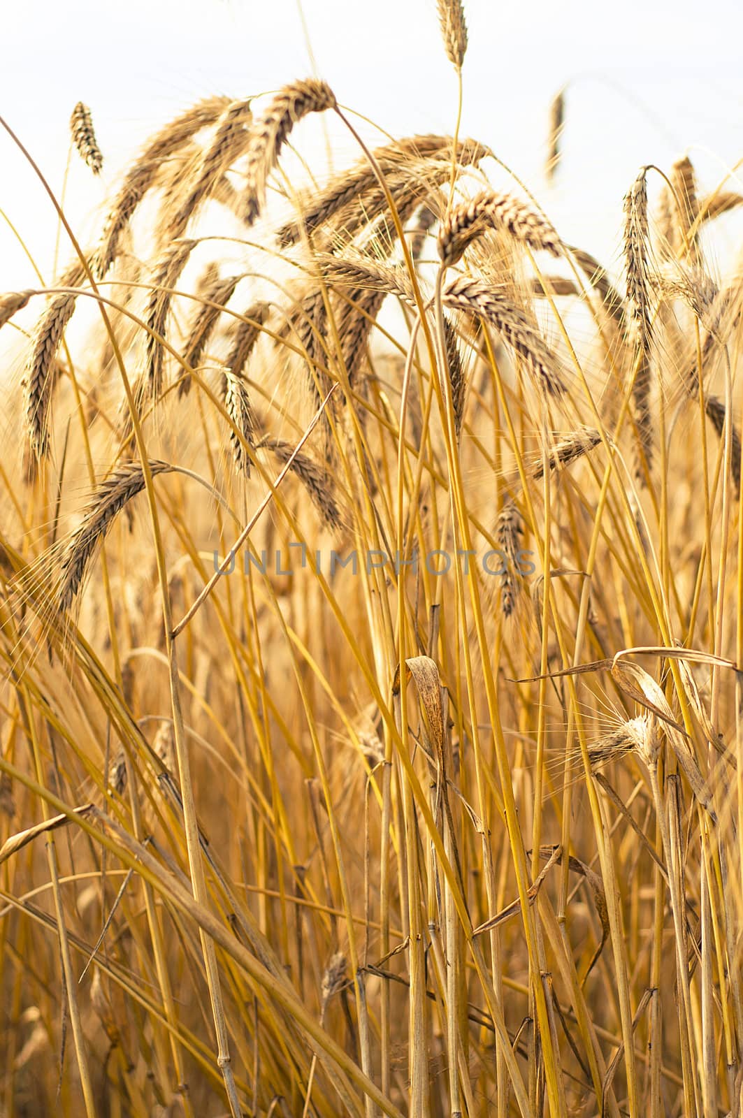 Mature wheat ready for harvest in the early summer
