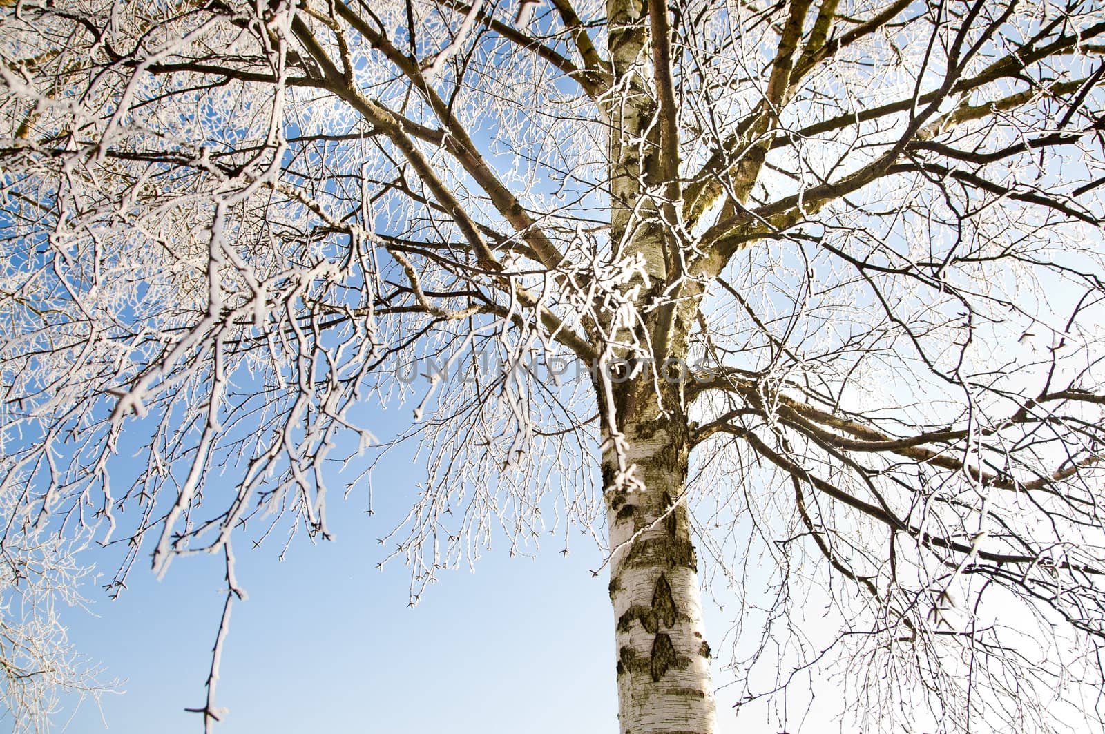 An image of tree covered by a snow in winter time
