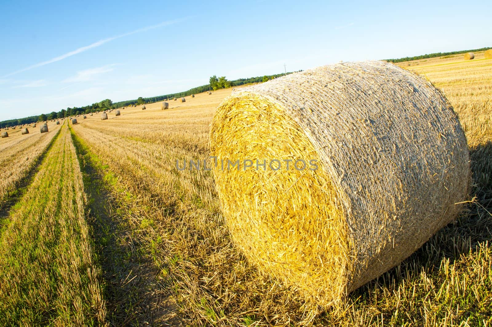 An image of straw bales on harvested field