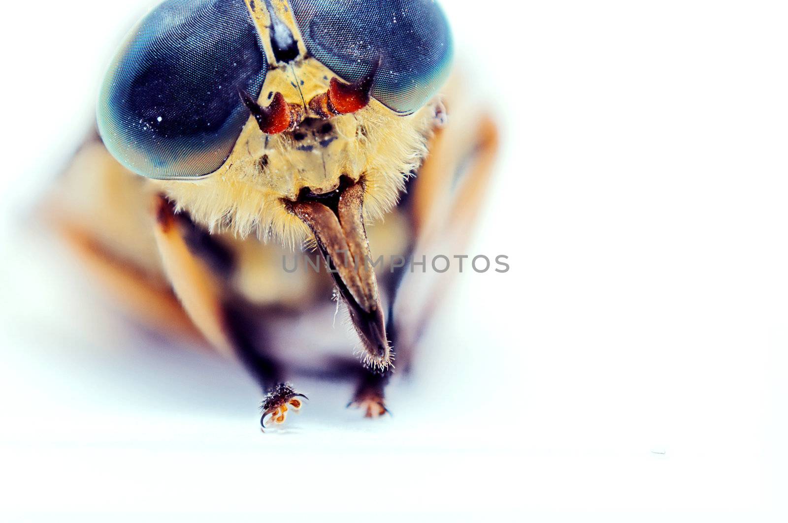 An image of macro of a bug 