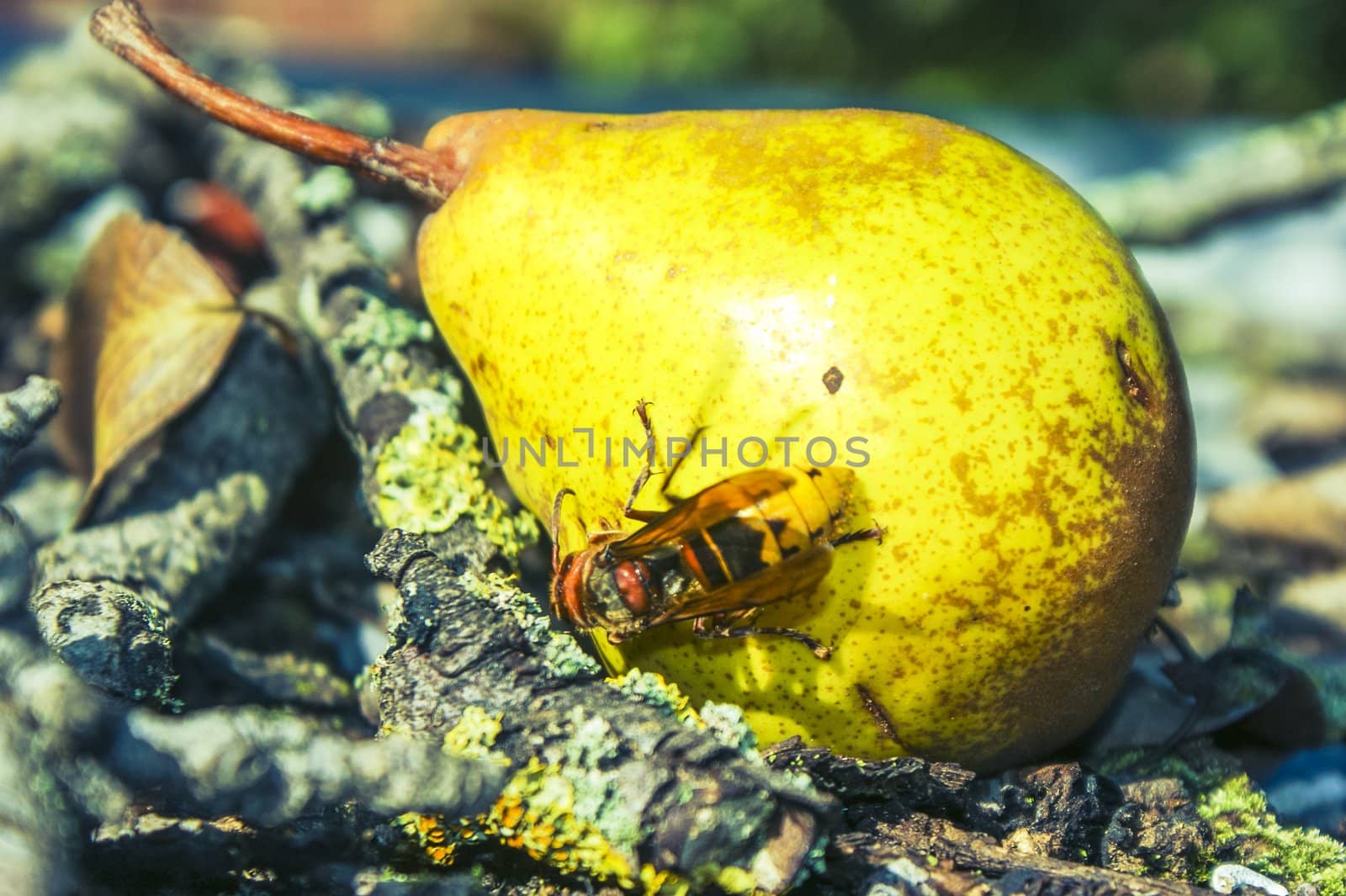 An image of many wasp eaten mature pear
