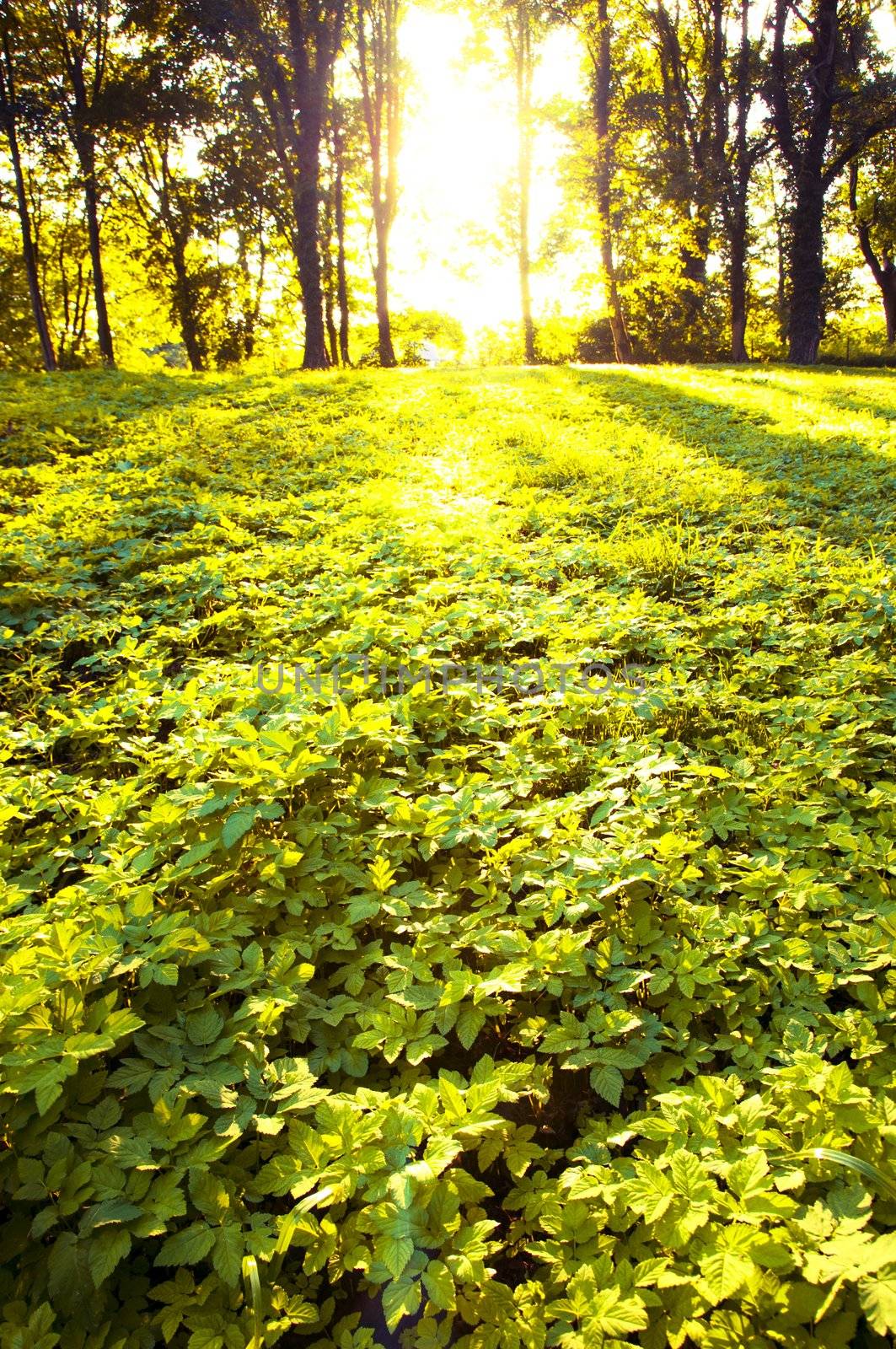 An image of Forest in the morning with sunrays