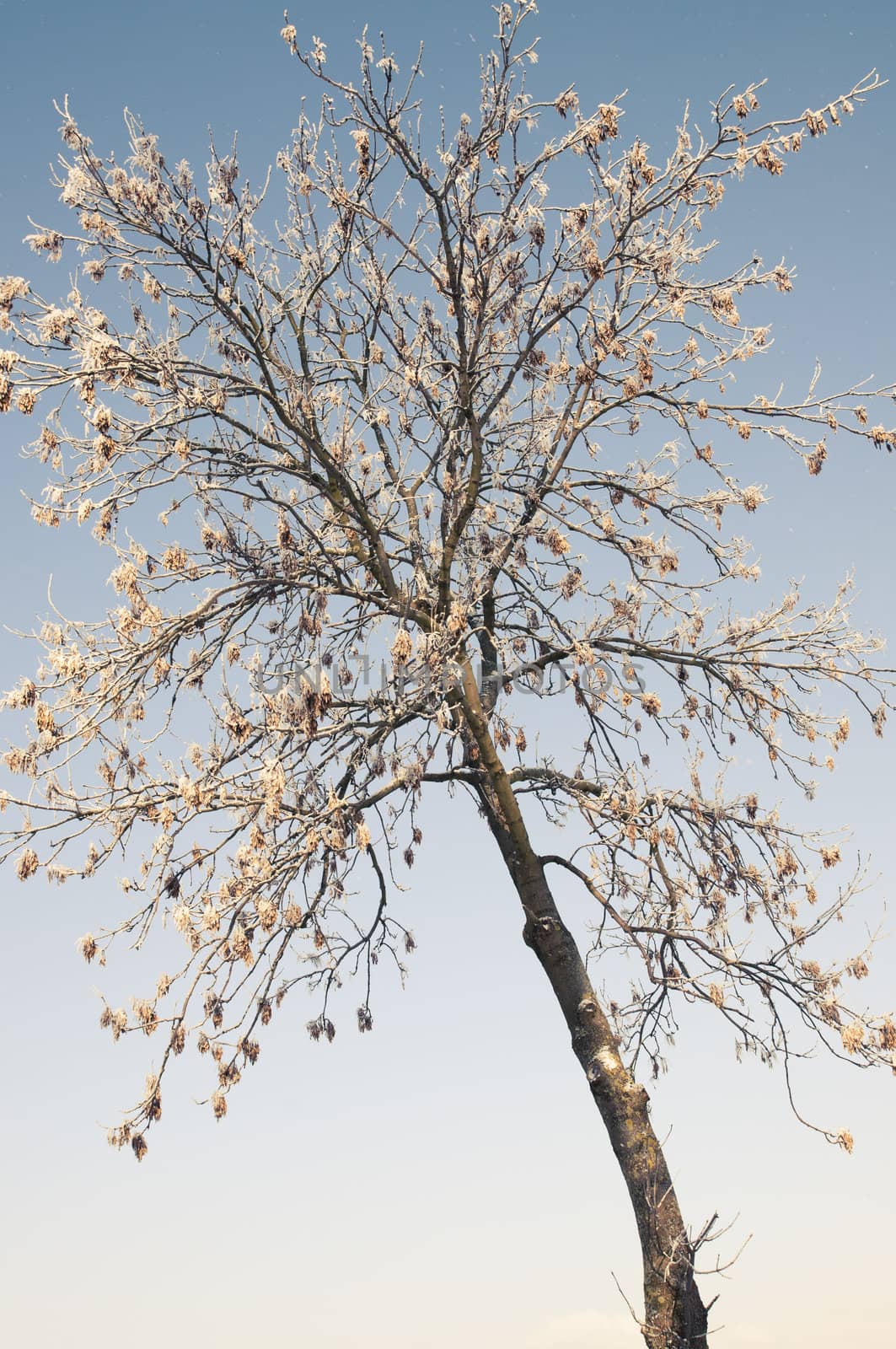An image of tree covered by a snow in winter time