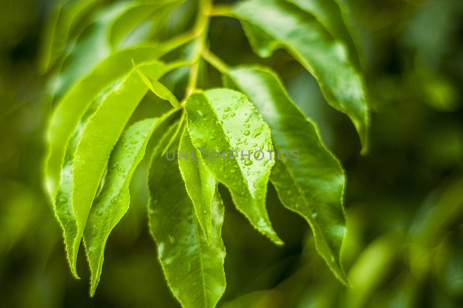 An image of waterdrops on the leaves
