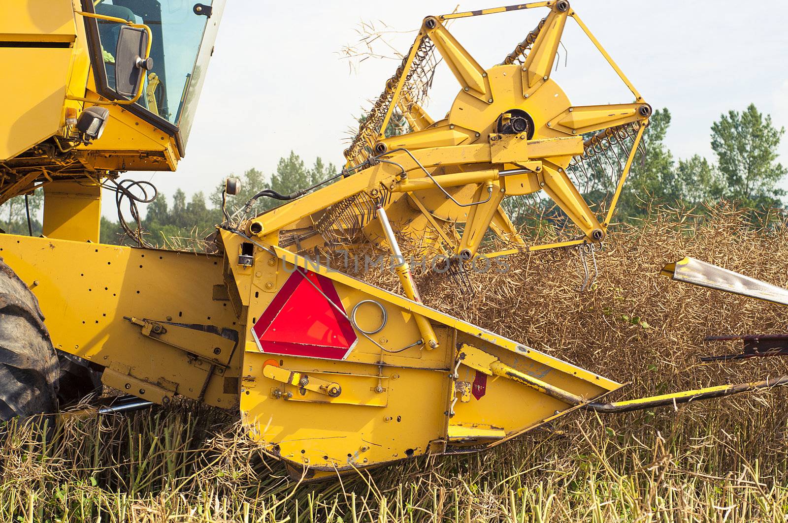 An image of combine harvesting rape