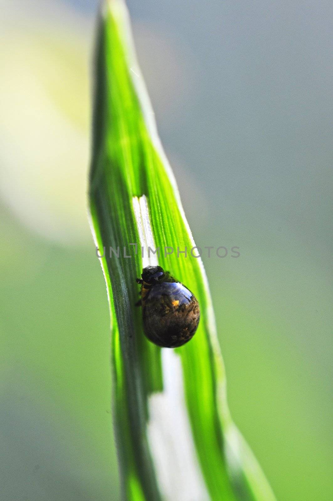 An image of macro of a bug 