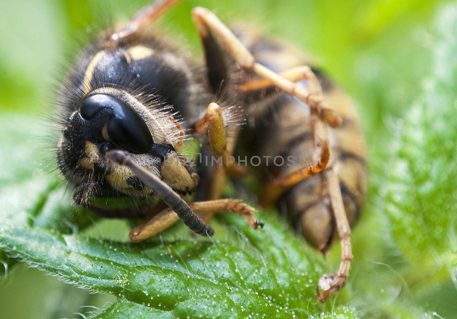 An image of macro of a bug 