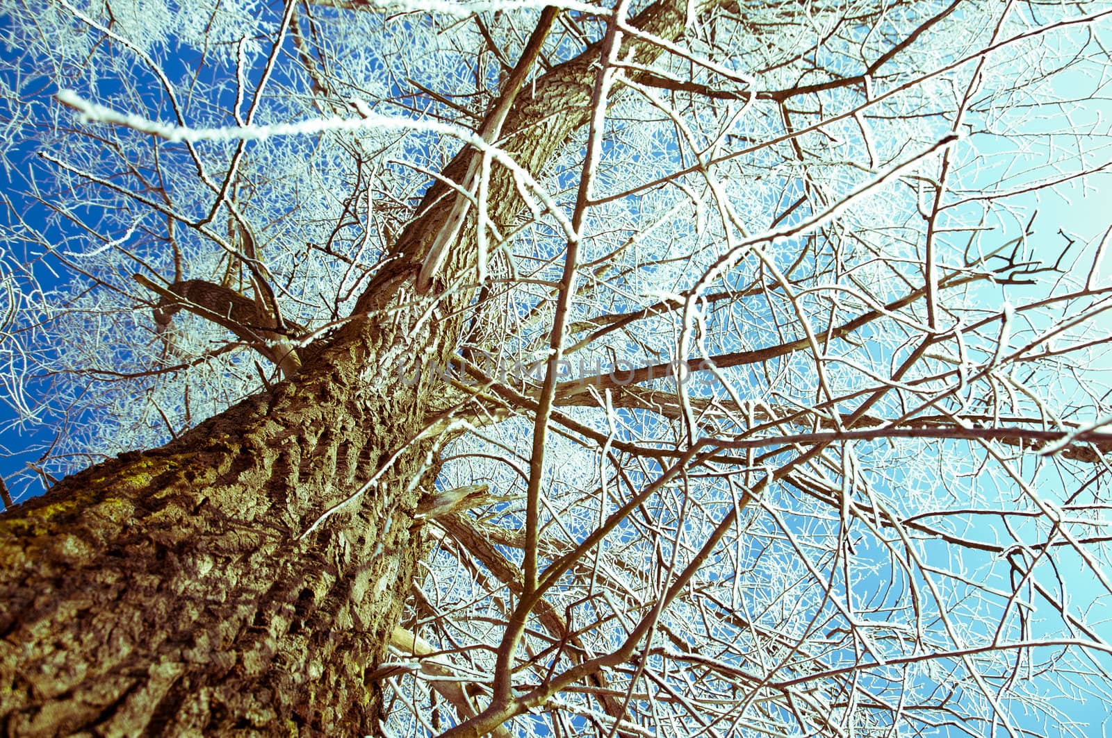 An image of tree covered by a snow in winter time