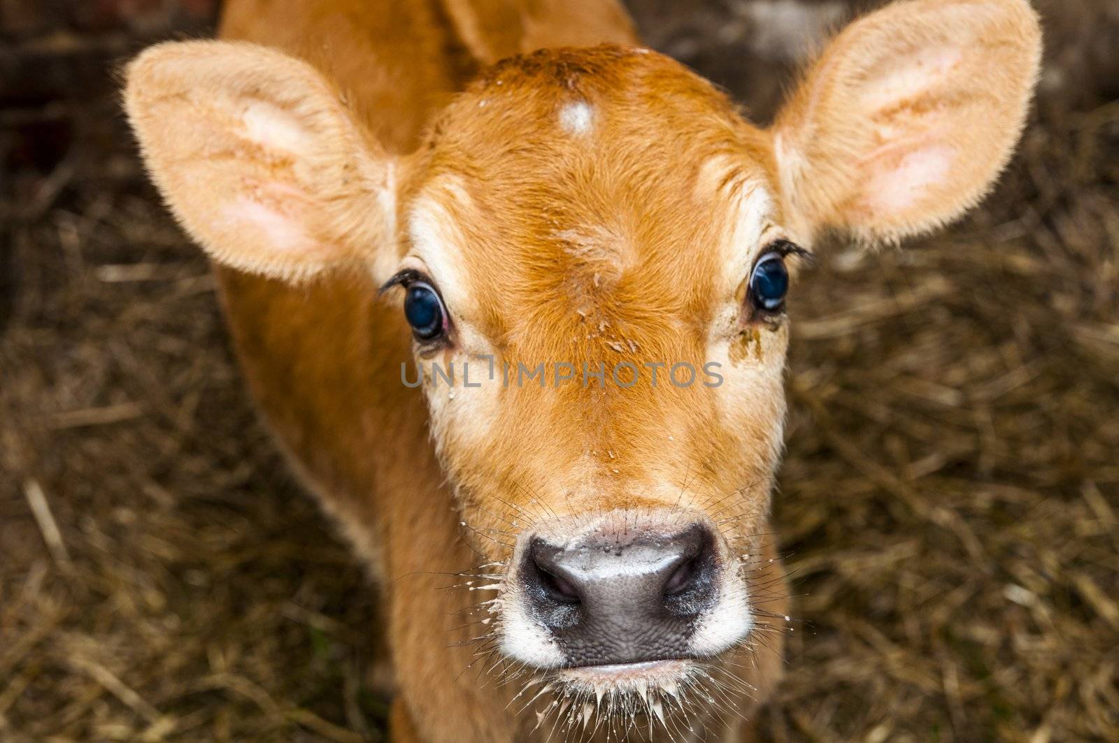 An image of young jersey cow stands in the barn
