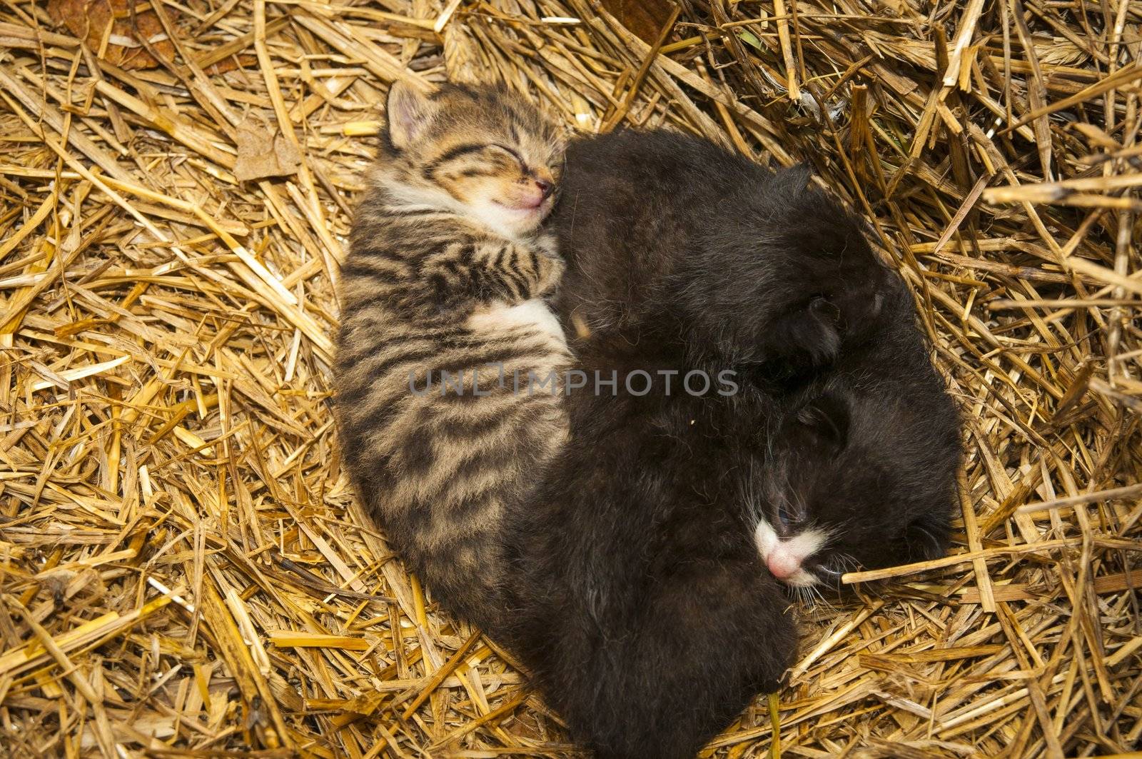 An image of young cats in the barn lying on the straw