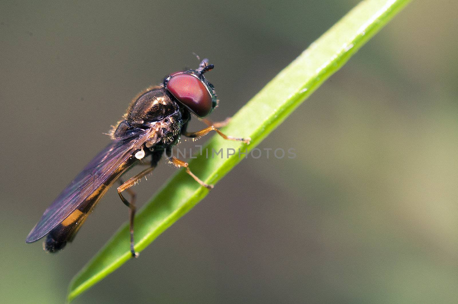 An image of macro of a bug 