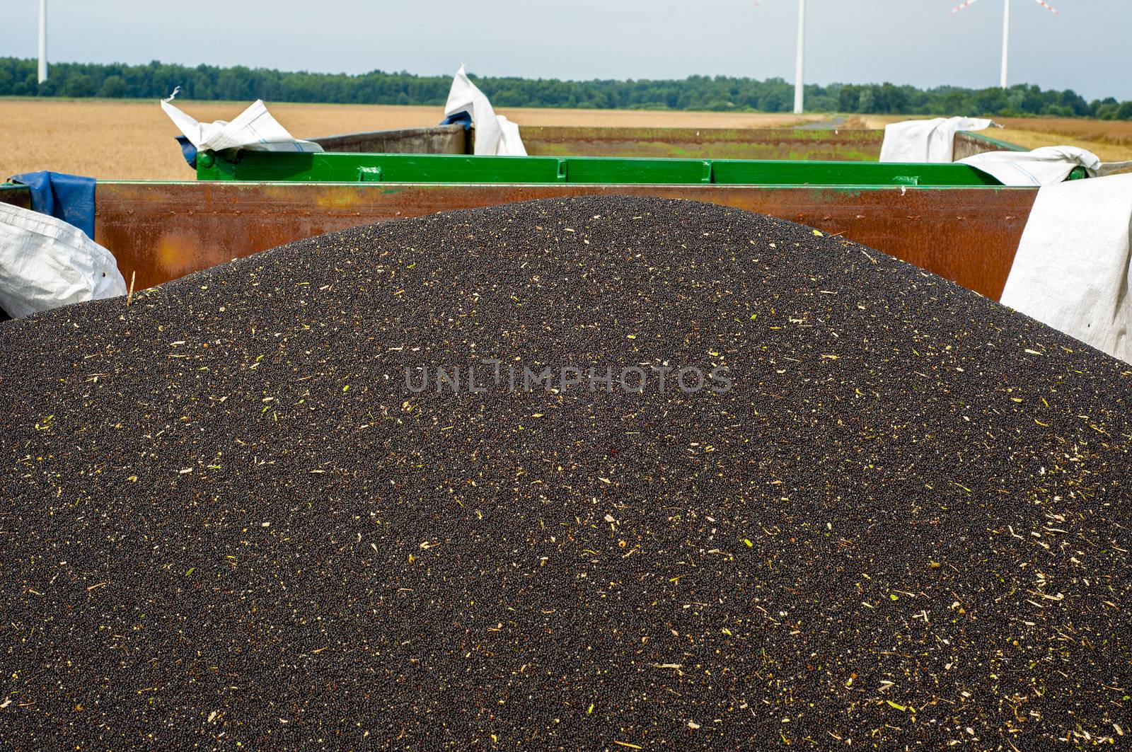 Rape seeds on the trailer