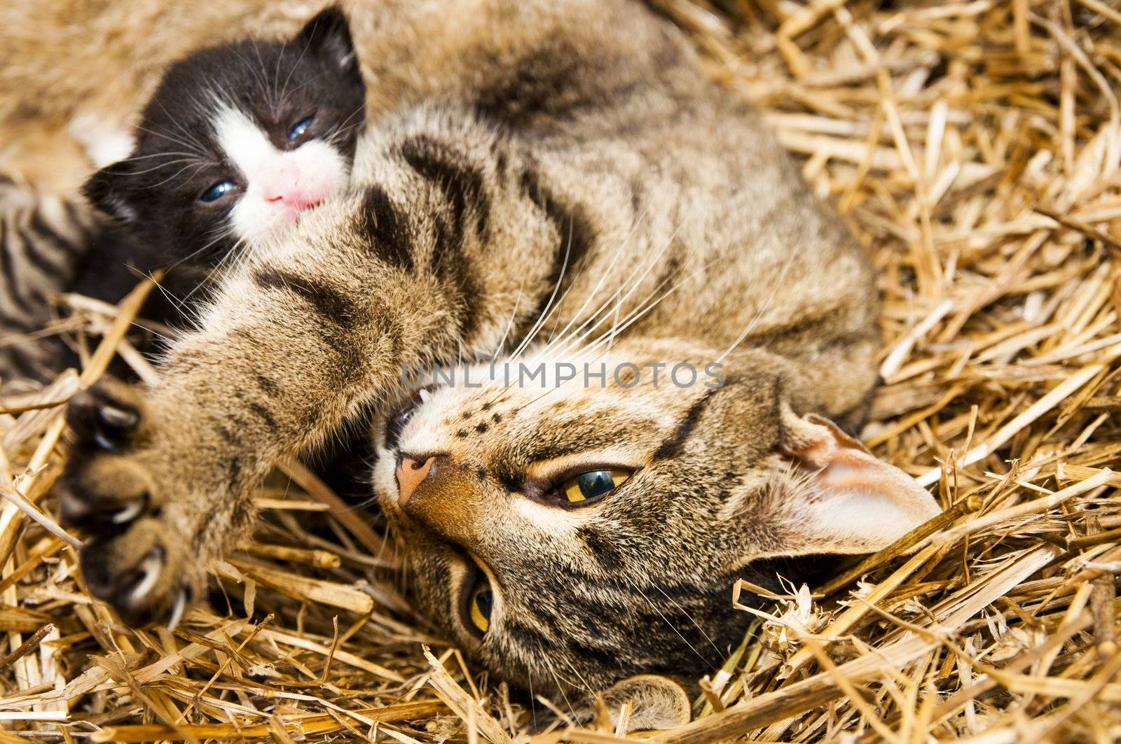 An image of young cats in the barn lying on the straw