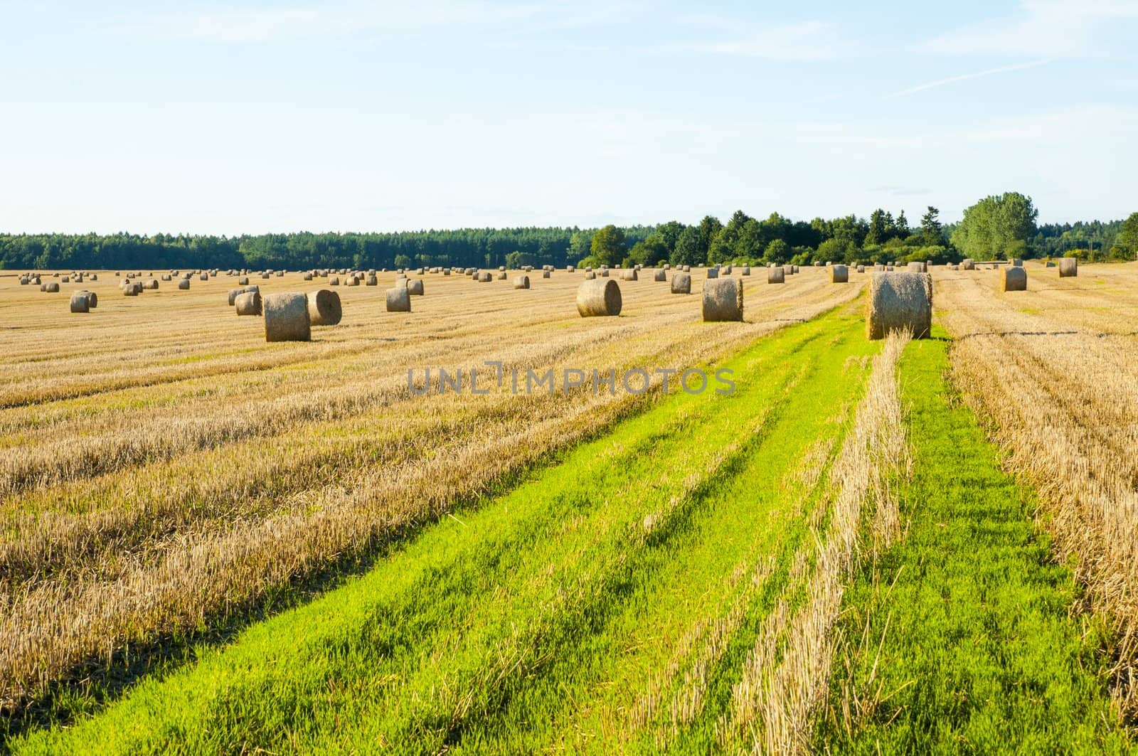 An image of straw bales on harvested field