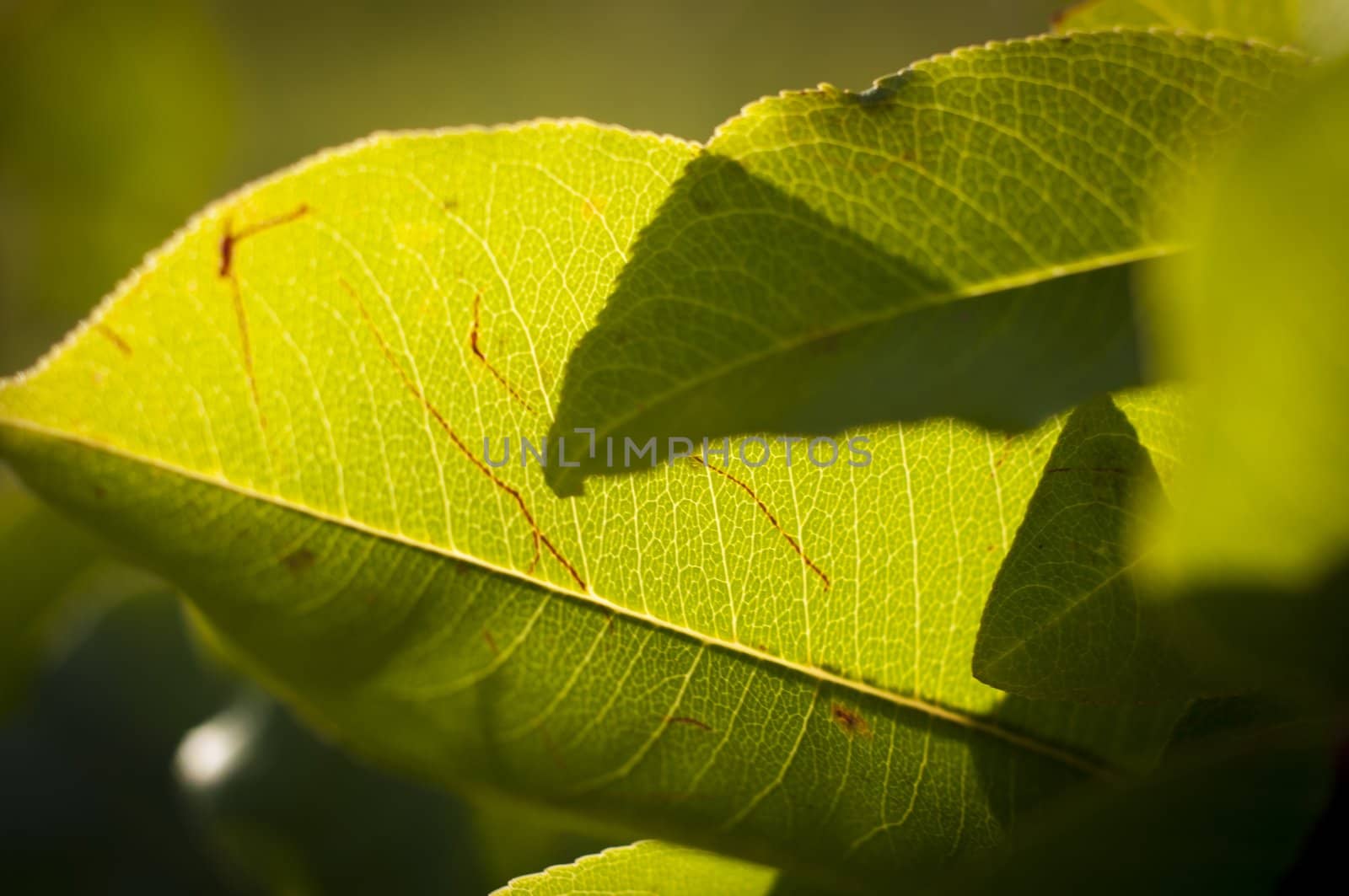 An image of green leaves with sunrays