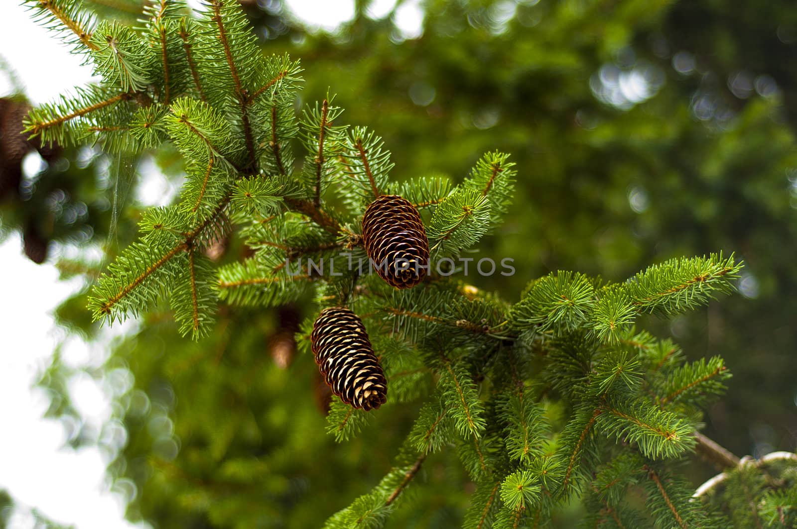 Spruce branch full of cones