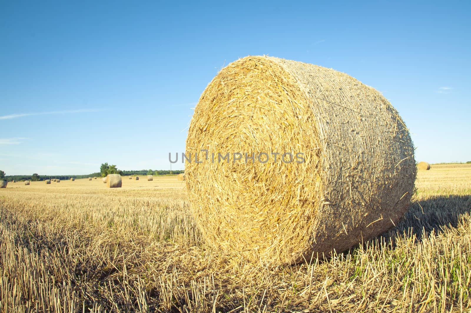 An image of straw bales on harvested field