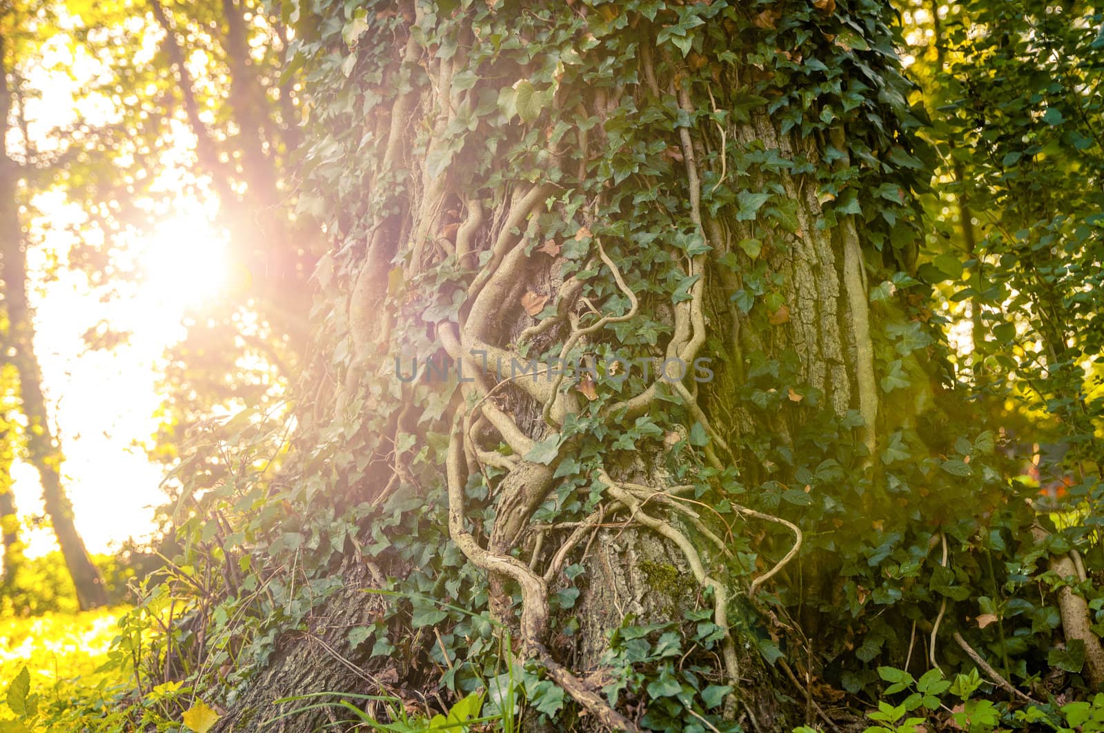 An image of ivy-clad tree