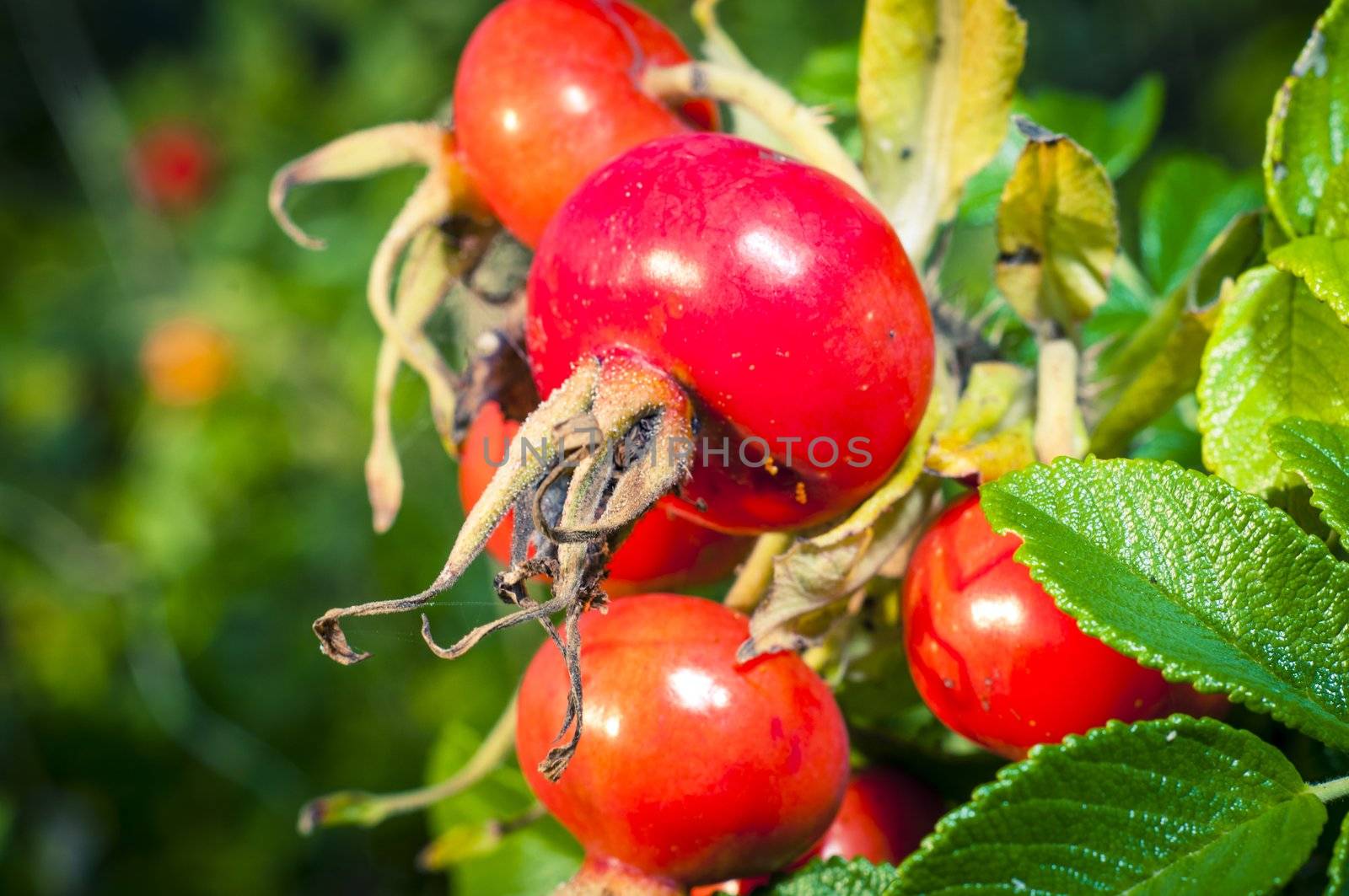 An image of red mature hip