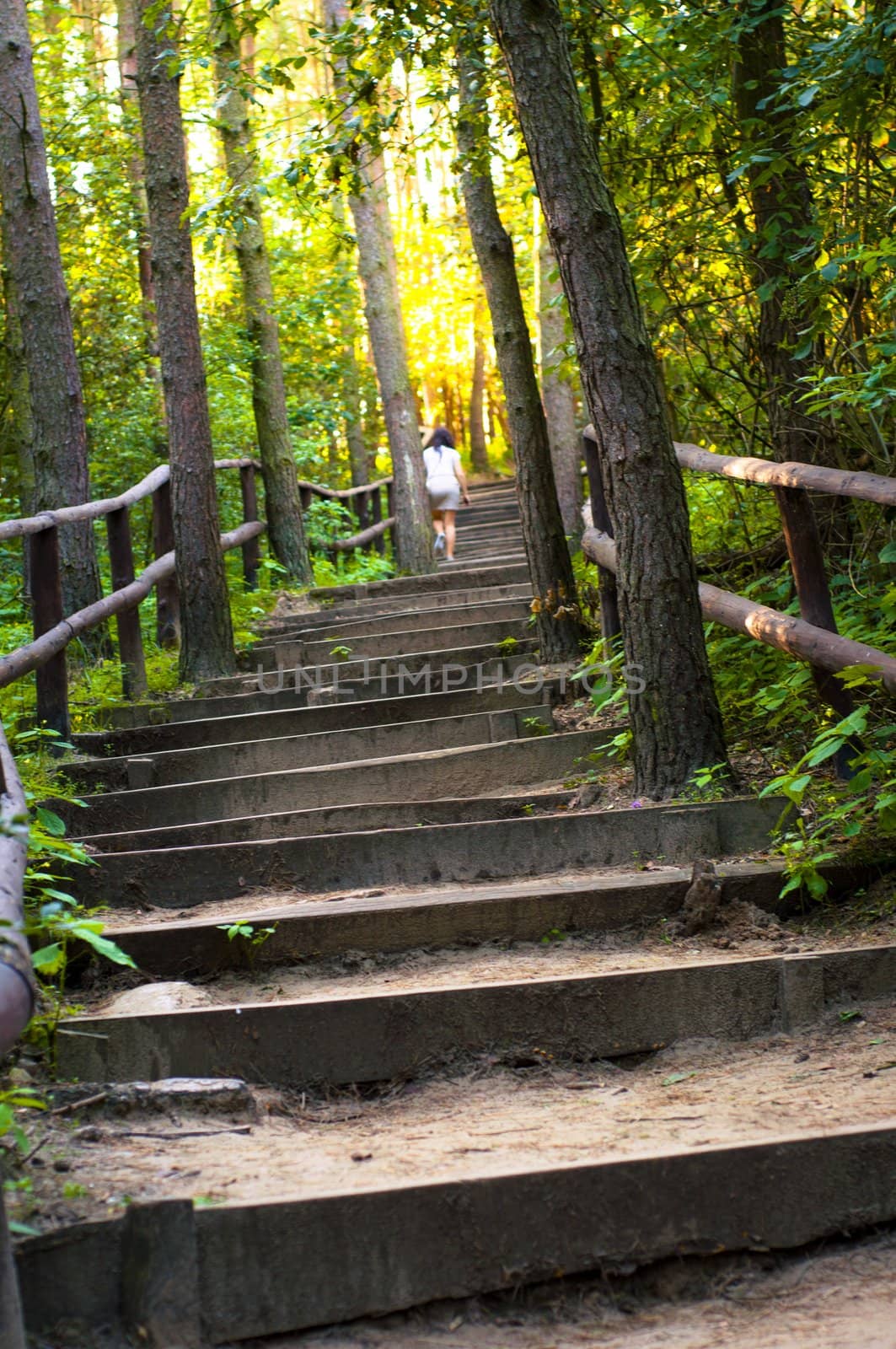 An image of the pathway in the wood