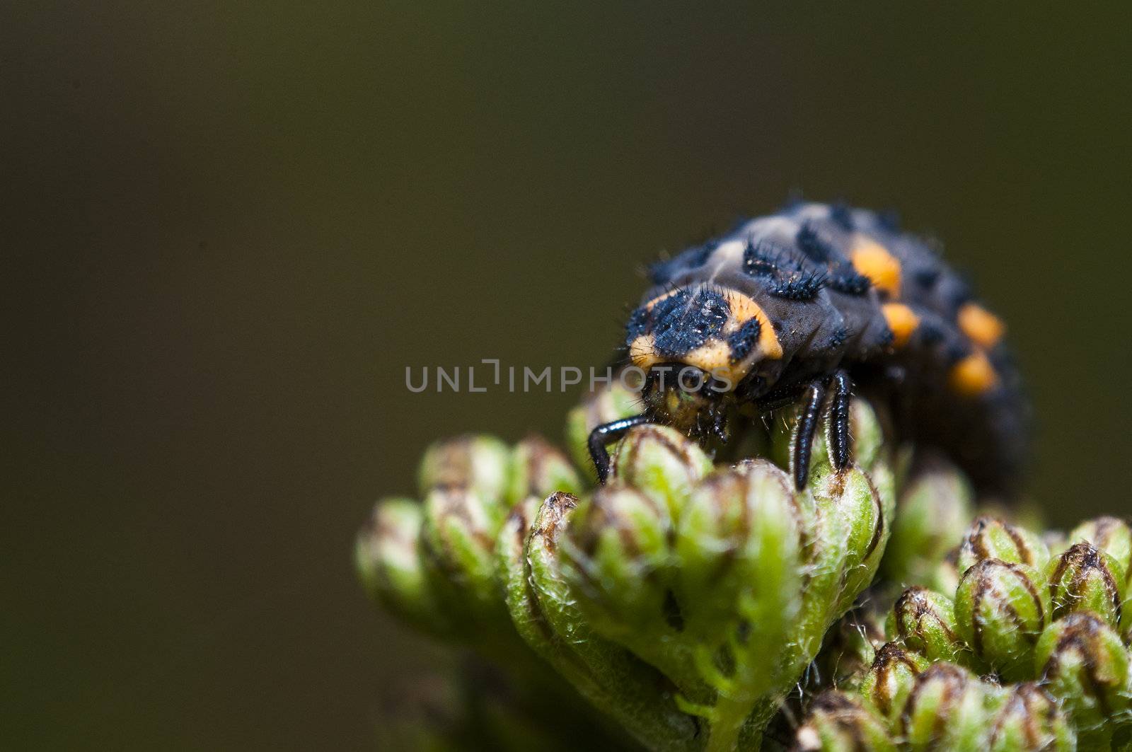An image of macro of a bug 