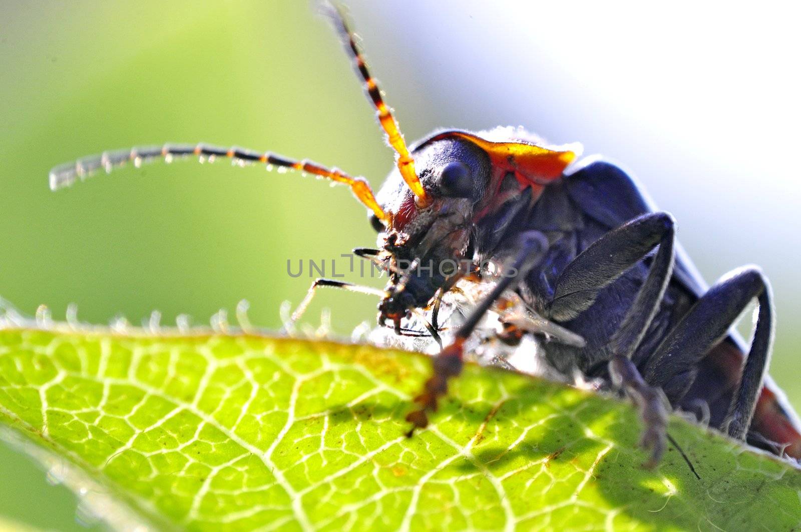 An image of macro of a bug 