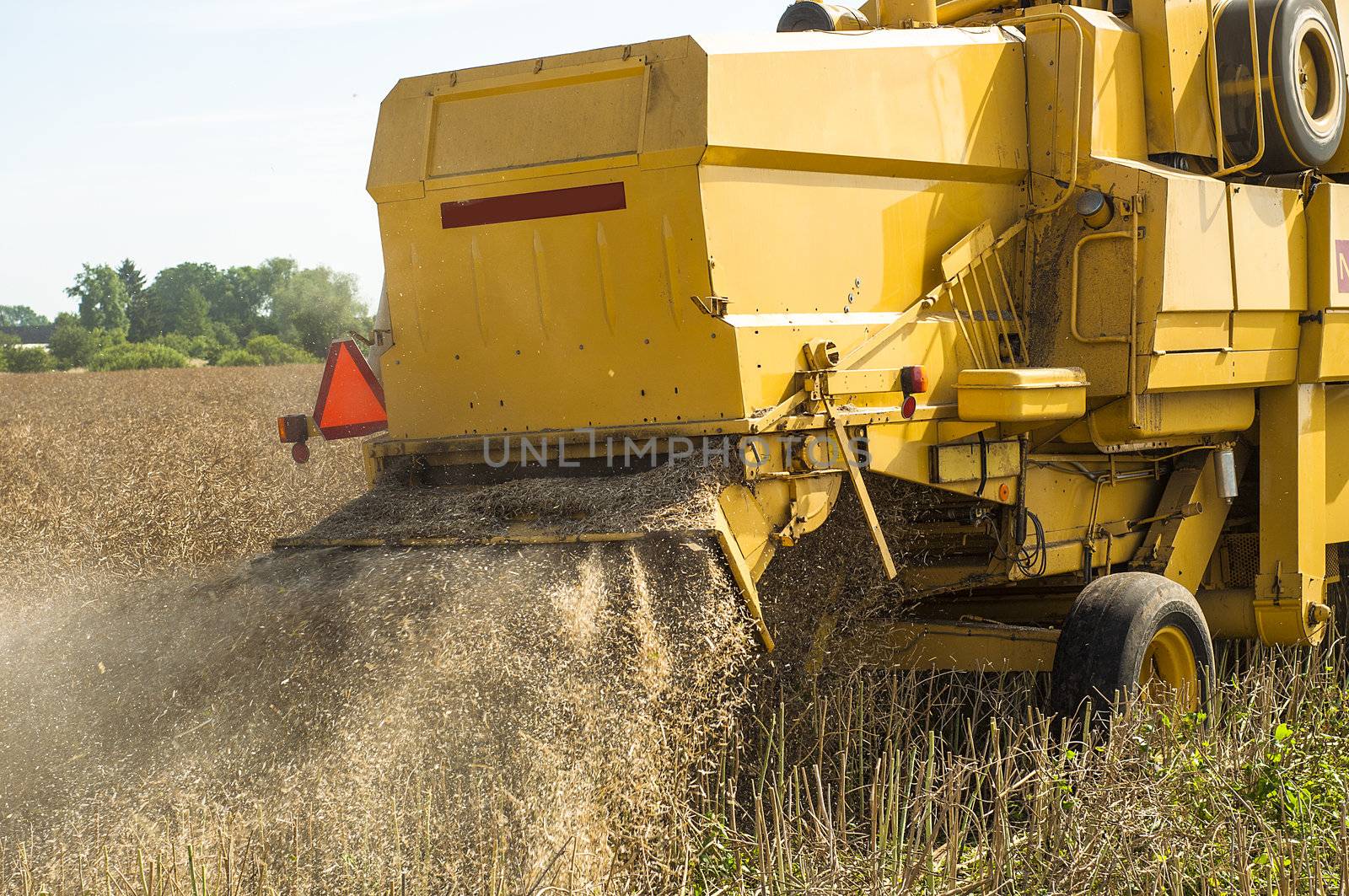 An image of combine harvesting rape