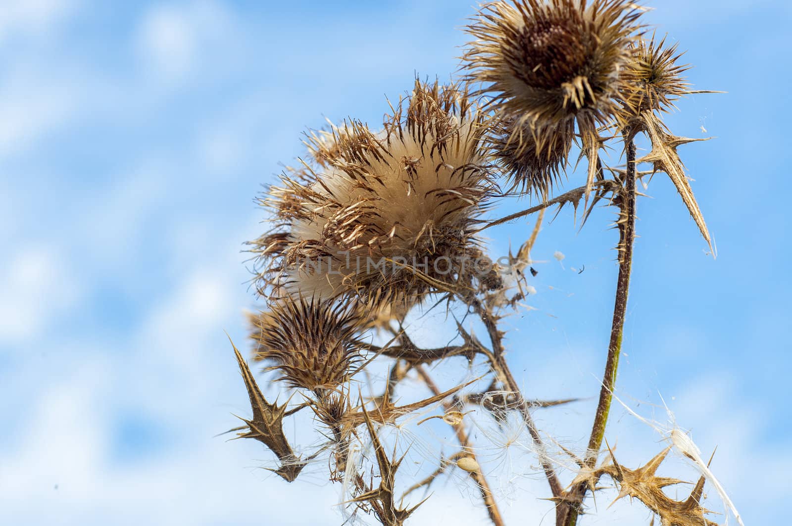 An image of carduus plant