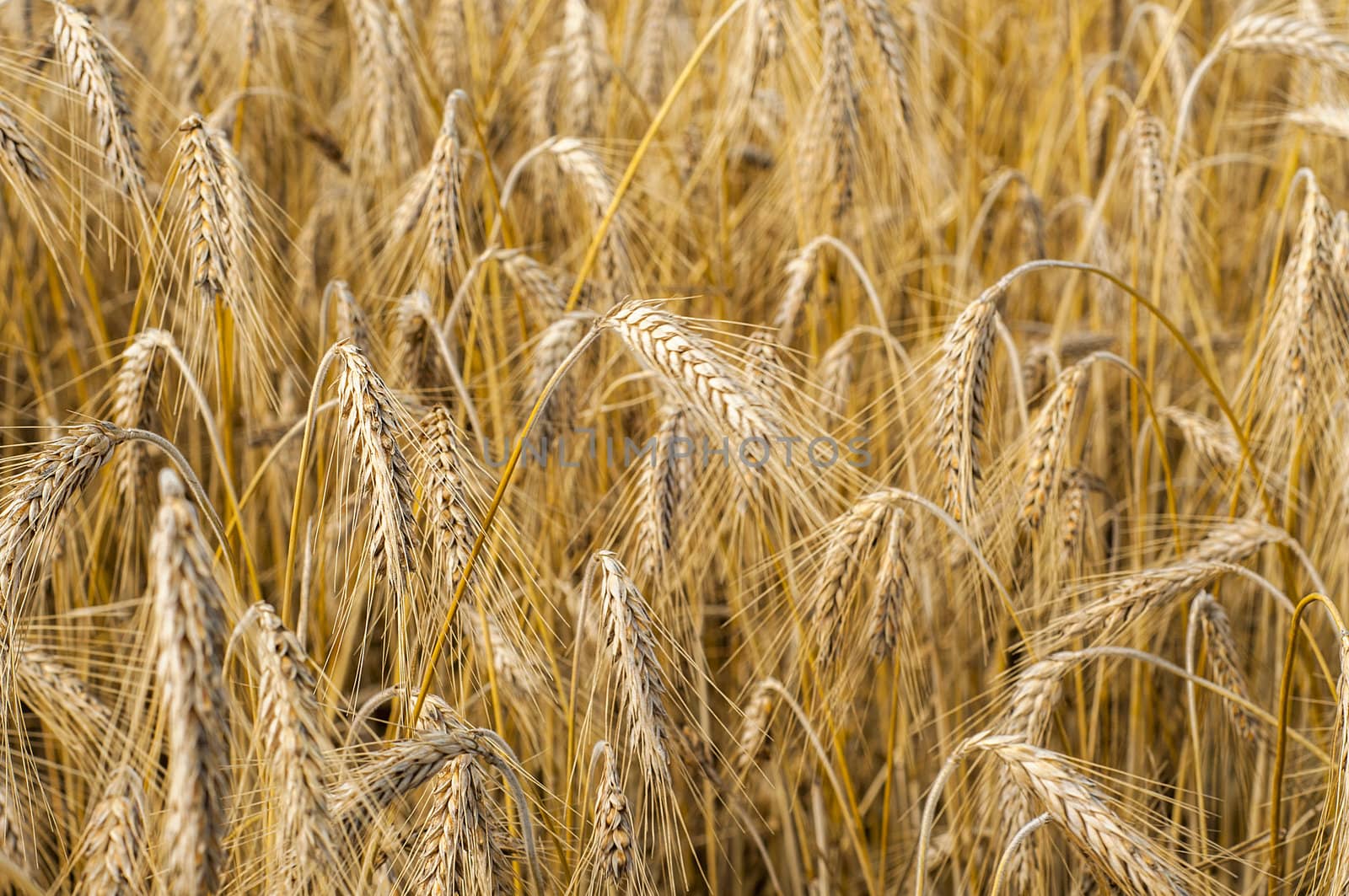 Mature wheat ready for harvest in the early summer