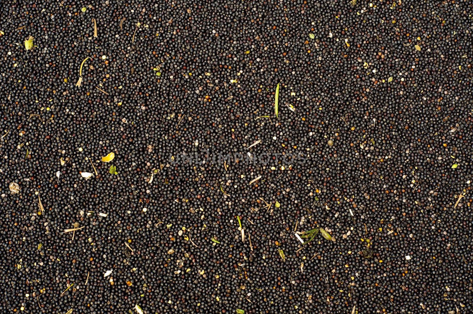 An image of rape seed