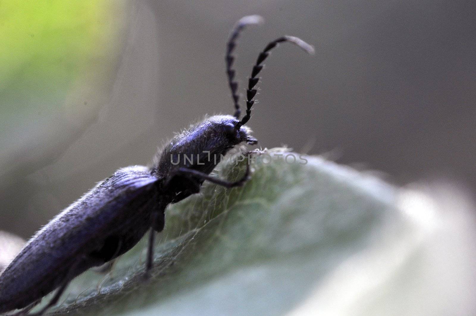 An image of macro of a bug 