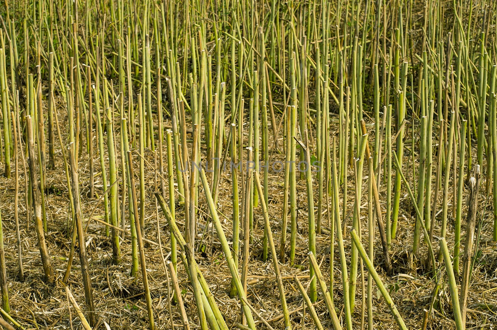 An image of stubble after rapes plant