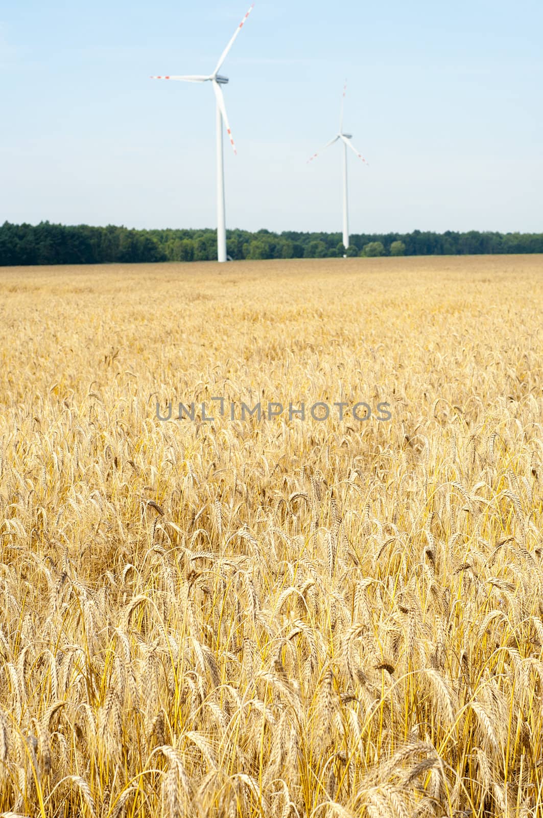 Mature wheat ready for harvest in the early summer