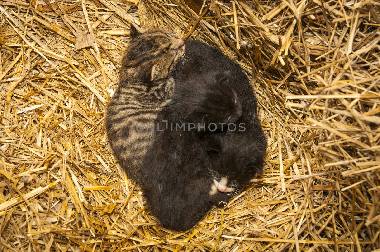 An image of young cats in the barn lying on the straw