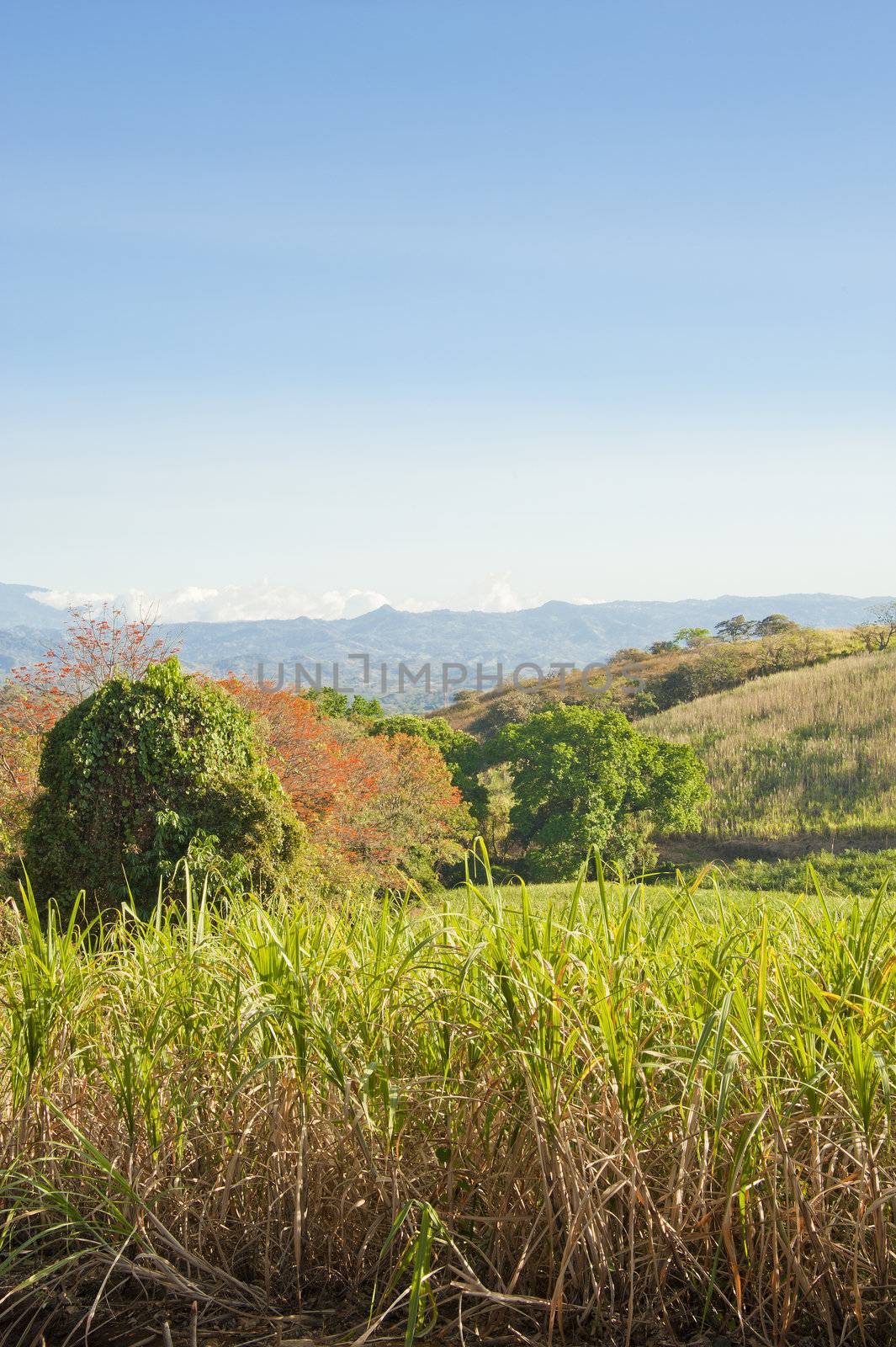 Field of mature sugar cane ready to be harvested in Costa Rica.