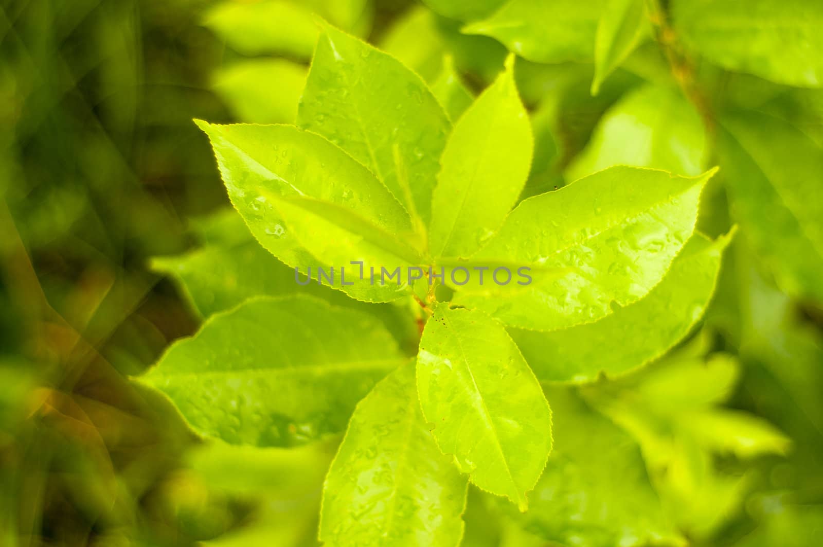 An image of frech green plant 