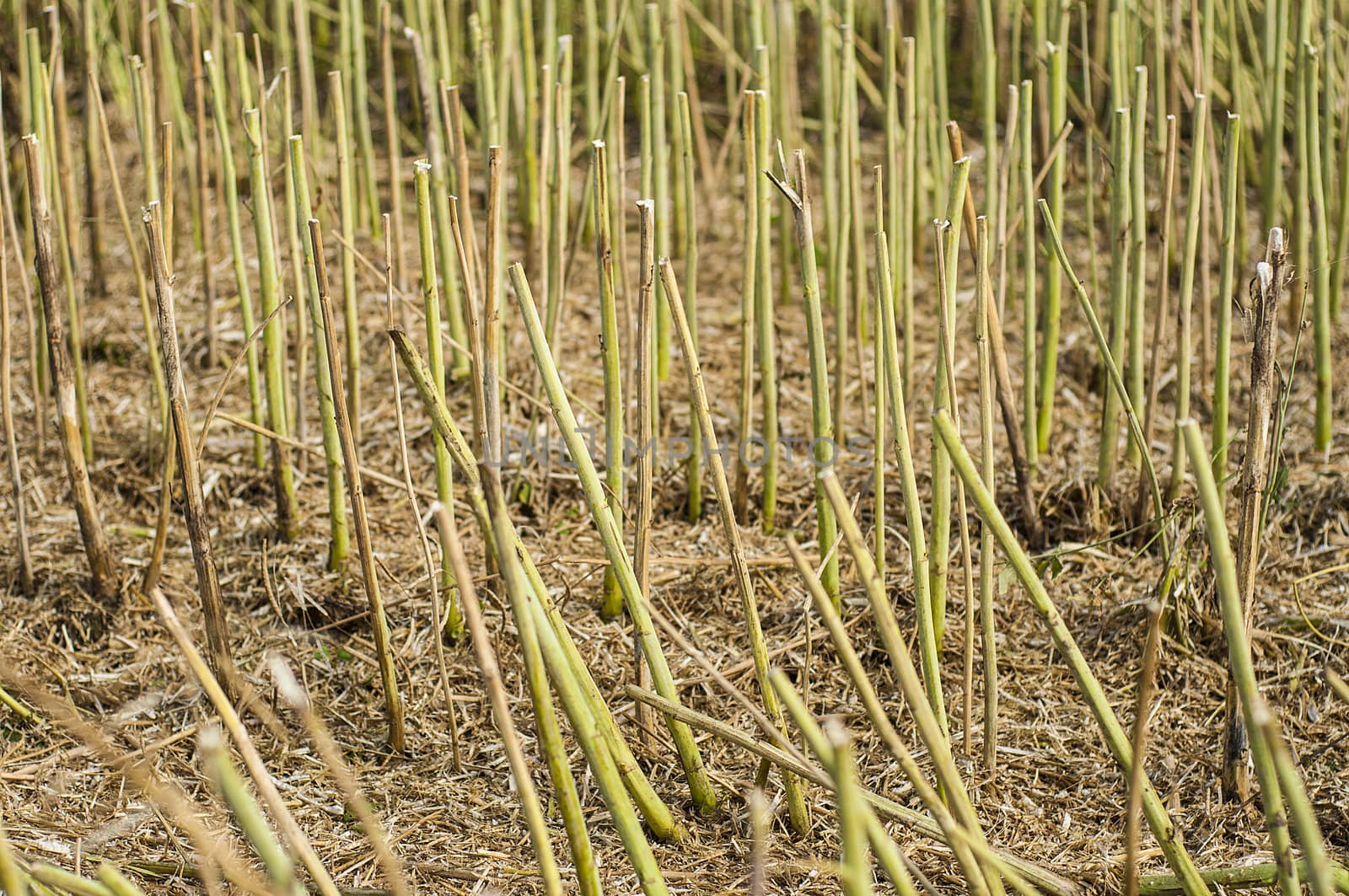 An image of stubble after rapes plant