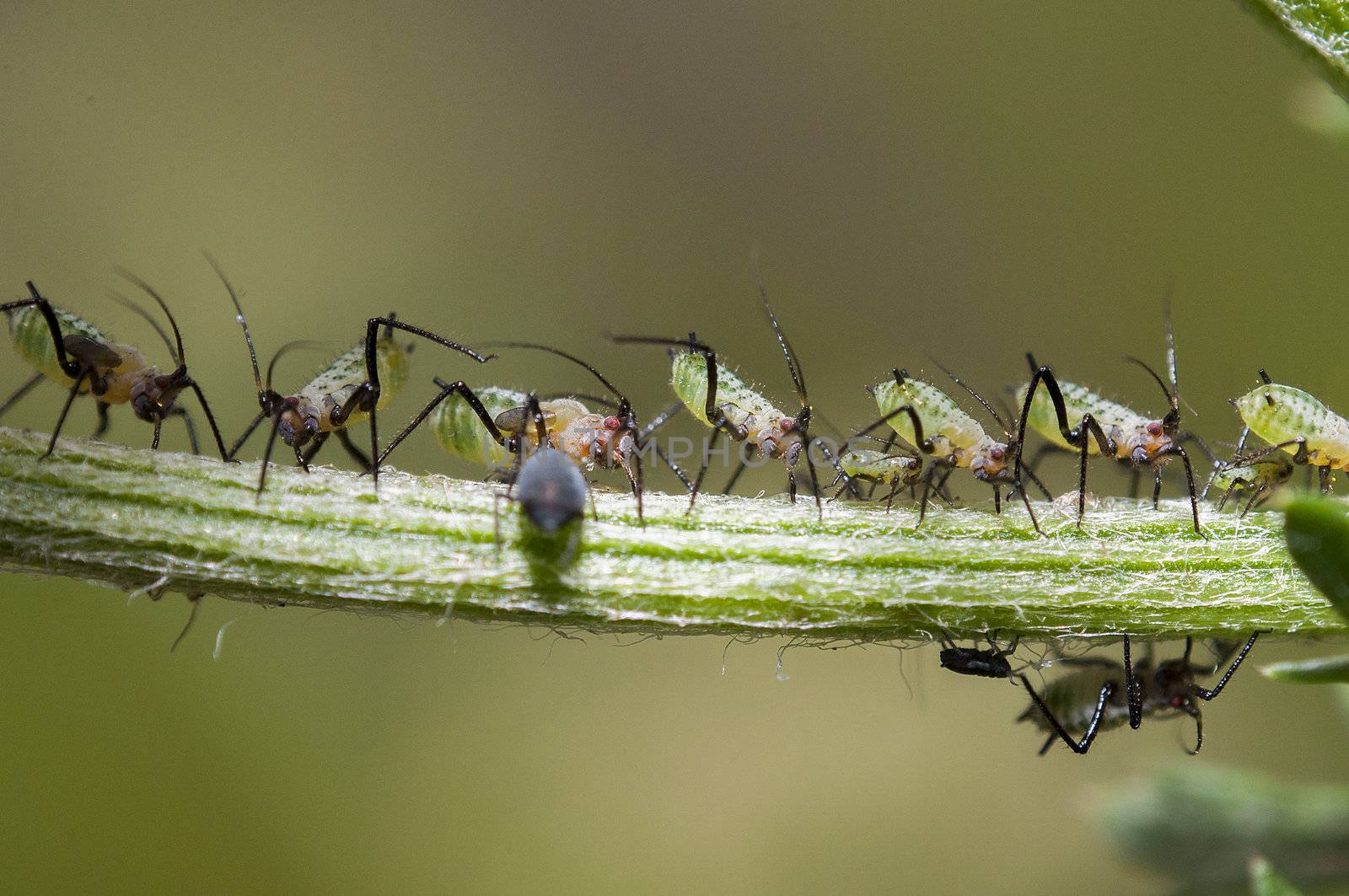 An image of macro of a bug 