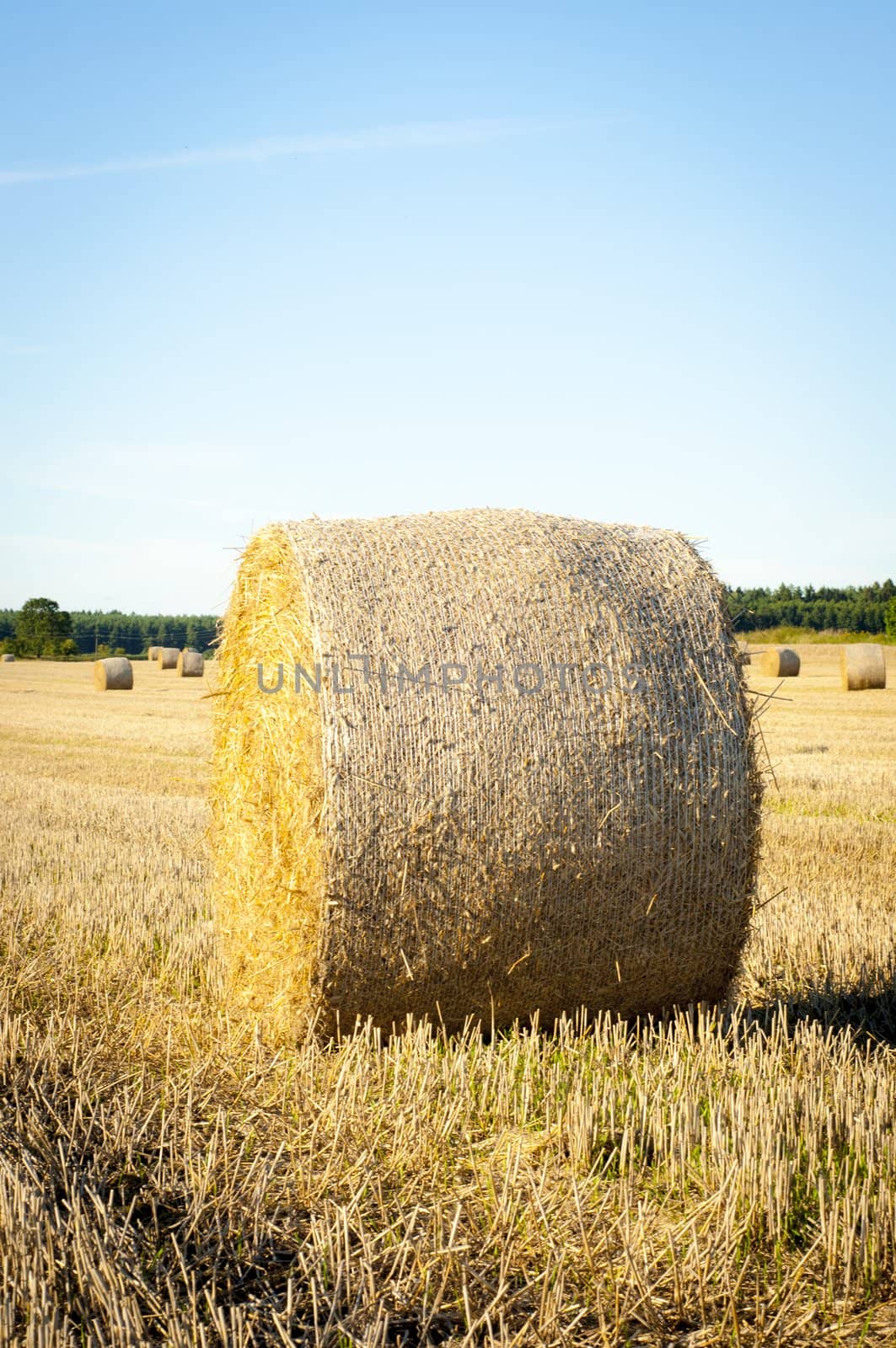 An image of straw bales on harvested field