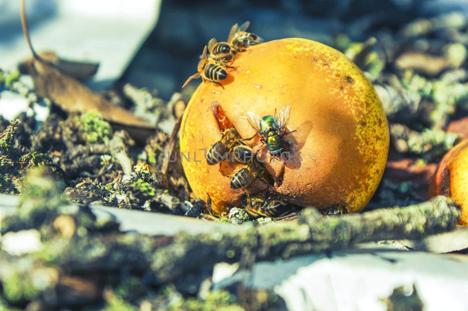An image of many wasp eaten mature pear