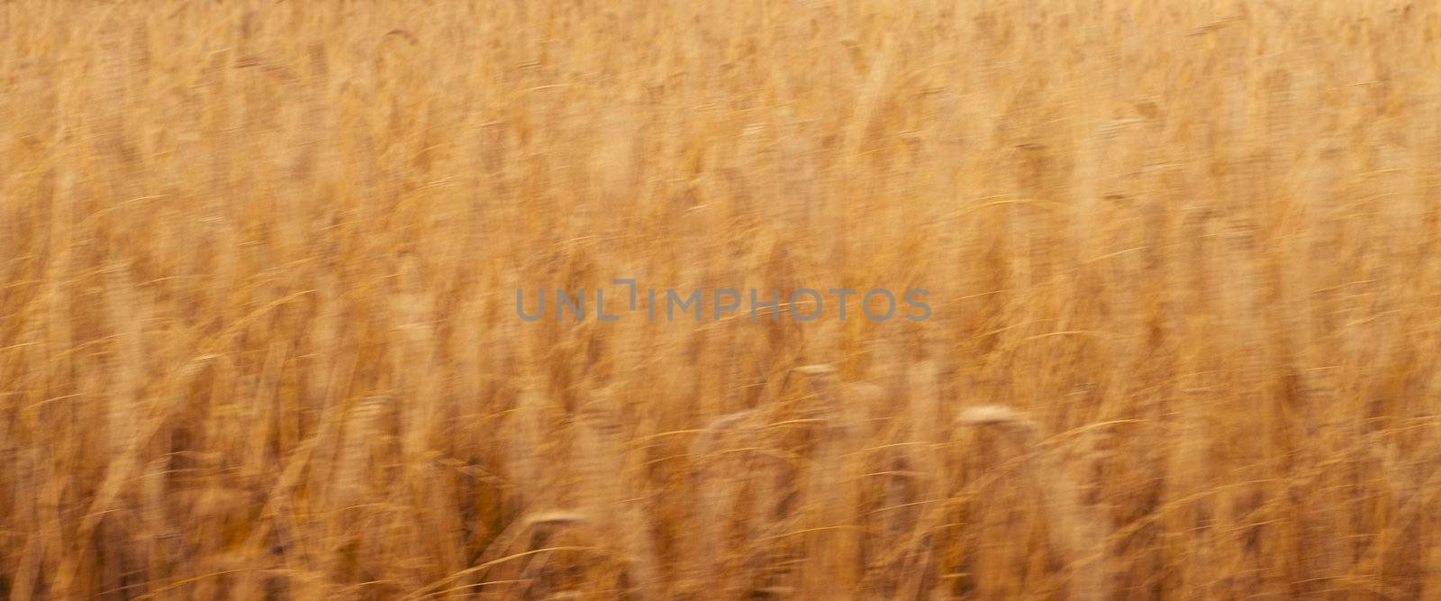 Blurred wheat field ideal for agriculture background