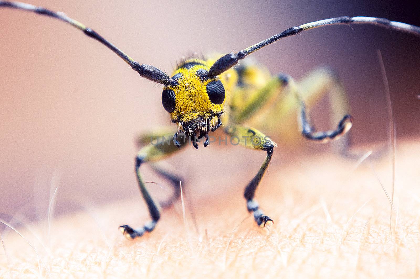 An image of macro of a bug 