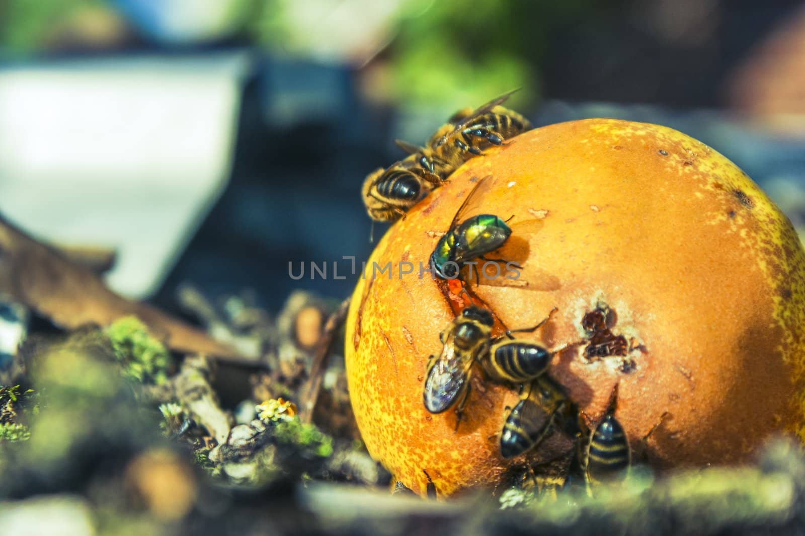 An image of many wasp eaten mature pear