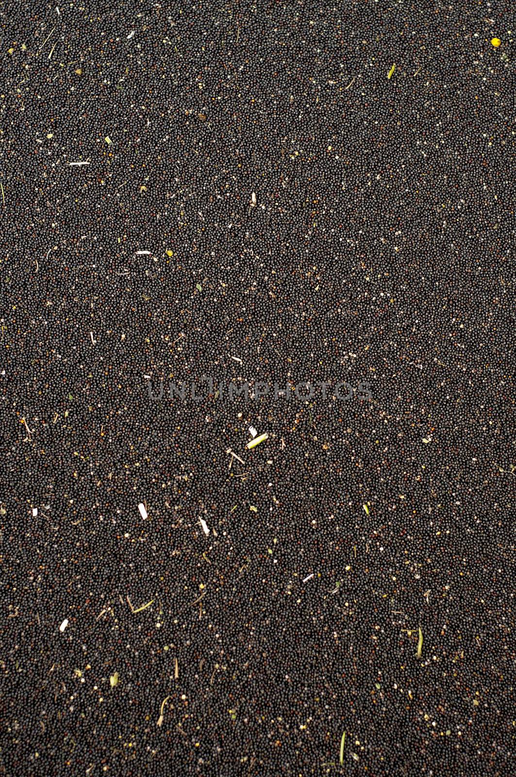 An image of rape seed