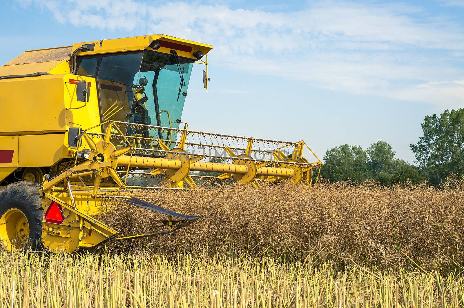 An image of combine harvesting rape